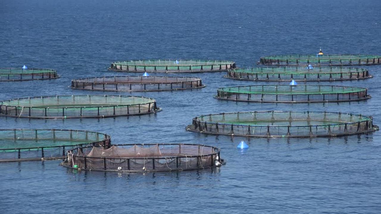 Aquaculture and marine harvest labourers