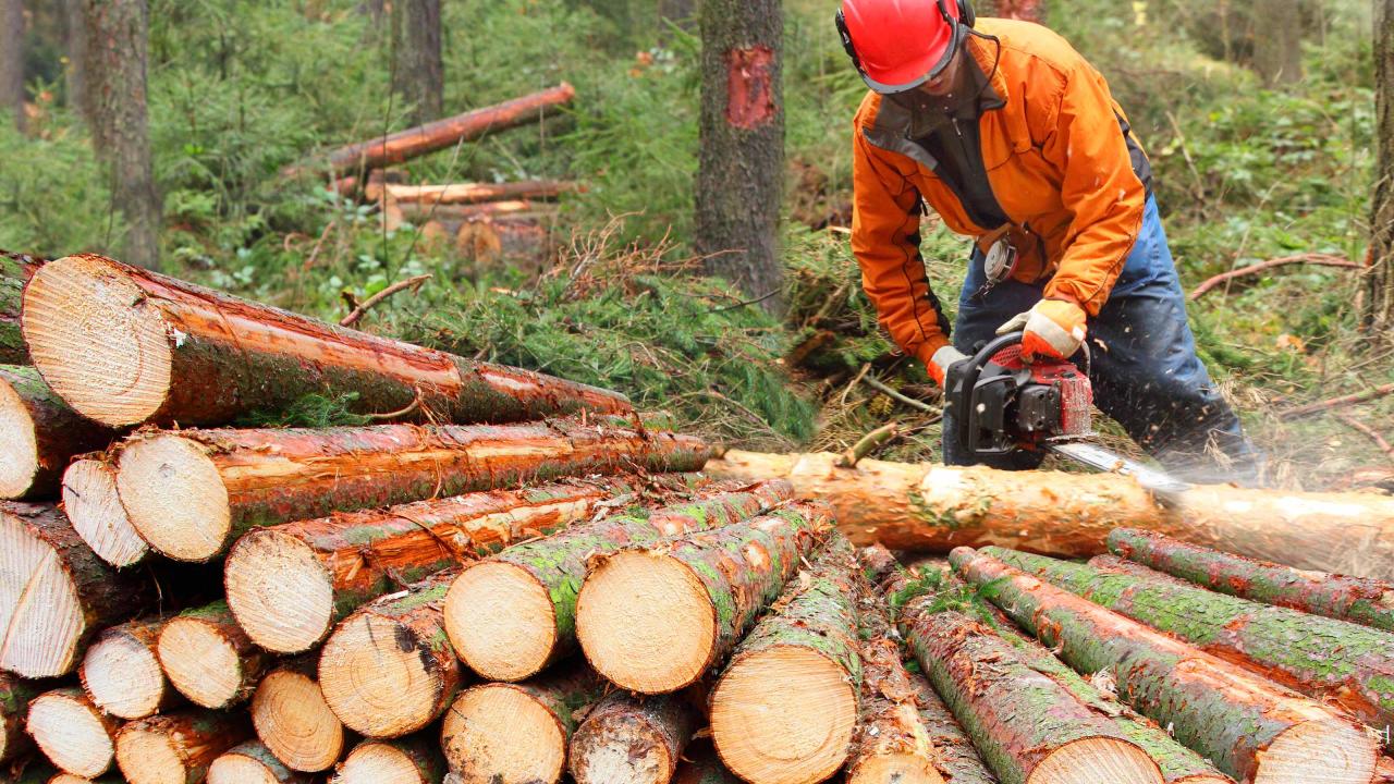 Supervisors - logging and forestry