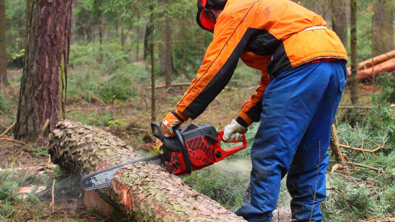 Chain saw and skidder operators