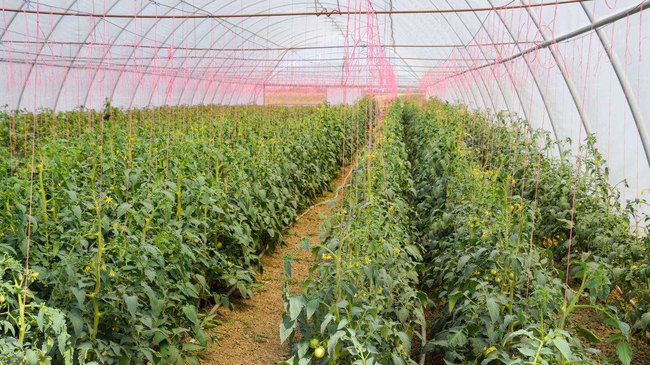 Nursery and greenhouse labourers