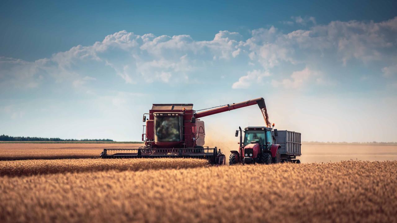 Harvesting labourers