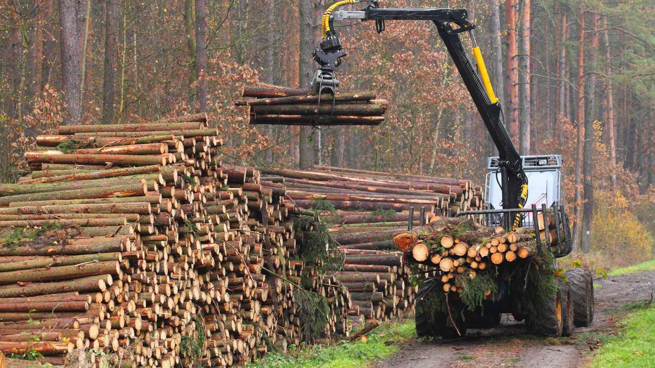 Logging and forestry labourers