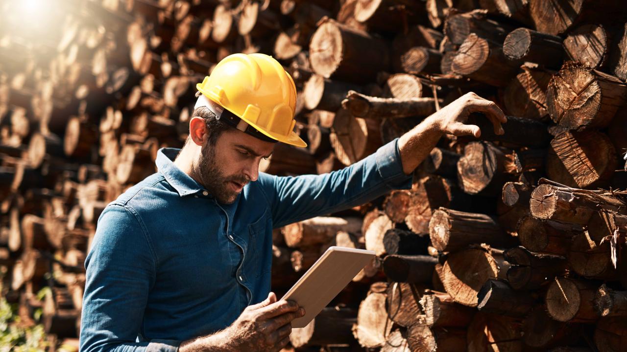 Lumber graders and related processed wood inspectors