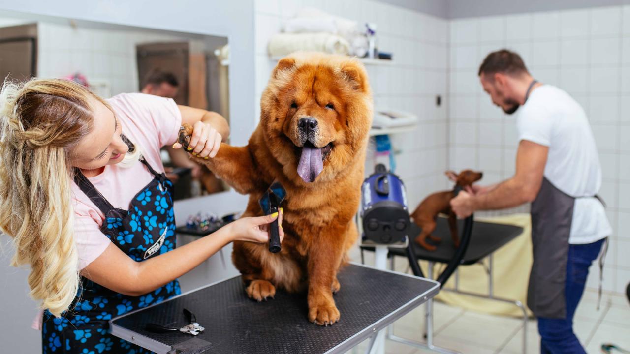 Pet groomers and animal care workers