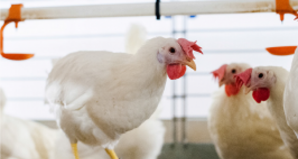 Chicken Housing