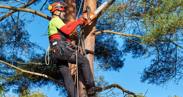 Featured Forestry Professions