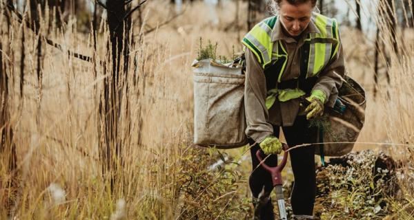 Logging and Forestry Labourers